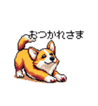 日常 ドット絵 コーギー 40種 犬 イヌ DOG（個別スタンプ：7）