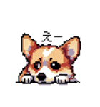 日常 ドット絵 コーギー 40種 犬 イヌ DOG（個別スタンプ：9）