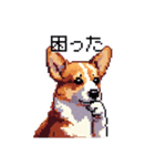 日常 ドット絵 コーギー 40種 犬 イヌ DOG（個別スタンプ：10）