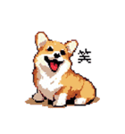 日常 ドット絵 コーギー 40種 犬 イヌ DOG（個別スタンプ：12）