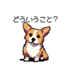 日常 ドット絵 コーギー 40種 犬 イヌ DOG（個別スタンプ：15）