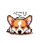 日常 ドット絵 コーギー 40種 犬 イヌ DOG（個別スタンプ：16）