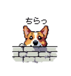 日常 ドット絵 コーギー 40種 犬 イヌ DOG（個別スタンプ：18）