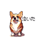 日常 ドット絵 コーギー 40種 犬 イヌ DOG（個別スタンプ：20）