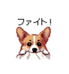 日常 ドット絵 コーギー 40種 犬 イヌ DOG（個別スタンプ：23）