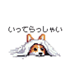 日常 ドット絵 コーギー 40種 犬 イヌ DOG（個別スタンプ：24）