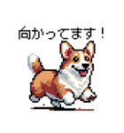 日常 ドット絵 コーギー 40種 犬 イヌ DOG（個別スタンプ：25）