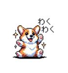 日常 ドット絵 コーギー 40種 犬 イヌ DOG（個別スタンプ：26）