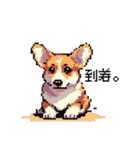 日常 ドット絵 コーギー 40種 犬 イヌ DOG（個別スタンプ：30）