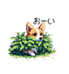 日常 ドット絵 コーギー 40種 犬 イヌ DOG（個別スタンプ：31）