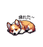 日常 ドット絵 コーギー 40種 犬 イヌ DOG（個別スタンプ：32）