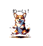 日常 ドット絵 コーギー 40種 犬 イヌ DOG（個別スタンプ：34）