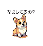 日常 ドット絵 コーギー 40種 犬 イヌ DOG（個別スタンプ：36）