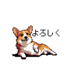 日常 ドット絵 コーギー 40種 犬 イヌ DOG（個別スタンプ：37）