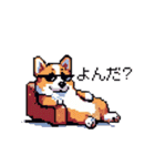 日常 ドット絵 コーギー 40種 犬 イヌ DOG（個別スタンプ：38）