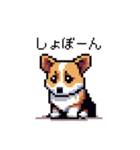 日常 ドット絵 コーギー 40種 犬 イヌ DOG（個別スタンプ：39）