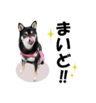 柴犬ゆずちゃん7（個別スタンプ：5）