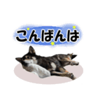 柴犬ゆずちゃん7（個別スタンプ：14）
