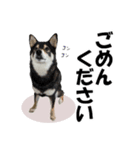 柴犬ゆずちゃん7（個別スタンプ：15）