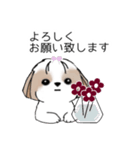 シーズースタンプ Stickers_Shih Tzu_k（個別スタンプ：8）