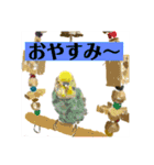 可愛いセキセイちゃん達1 cute birds 1（個別スタンプ：1）