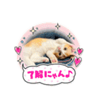 短足マンチカン・むぎ助日常スタンプ（個別スタンプ：5）