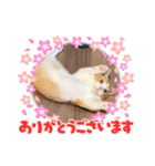 短足マンチカン・むぎ助日常スタンプ（個別スタンプ：8）