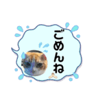 短足マンチカン・むぎ助日常スタンプ（個別スタンプ：11）