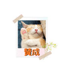 短足マンチカン・むぎ助日常スタンプ（個別スタンプ：14）