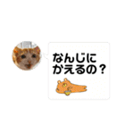 短足マンチカン・むぎ助日常スタンプ（個別スタンプ：17）