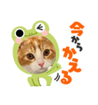 短足マンチカン・むぎ助日常スタンプ（個別スタンプ：18）