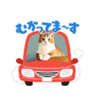 短足マンチカン・むぎ助日常スタンプ（個別スタンプ：19）