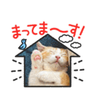 短足マンチカン・むぎ助日常スタンプ（個別スタンプ：20）