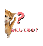 短足マンチカン・むぎ助日常スタンプ（個別スタンプ：25）