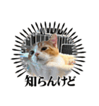 短足マンチカン・むぎ助日常スタンプ（個別スタンプ：27）