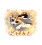 短足マンチカン・むぎ助日常スタンプ（個別スタンプ：29）