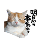 短足マンチカン・むぎ助日常スタンプ（個別スタンプ：31）