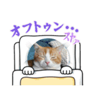 短足マンチカン・むぎ助日常スタンプ（個別スタンプ：33）