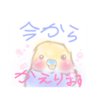 ゆるふわインコちゃん（個別スタンプ：5）