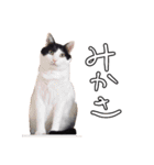 ちょみのかわいい5匹のねこたち（個別スタンプ：22）