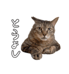 ちょみのかわいい5匹のねこたち（個別スタンプ：23）