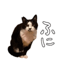 ちょみのかわいい5匹のねこたち（個別スタンプ：24）
