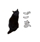 ちょみのかわいい5匹のねこたち（個別スタンプ：25）