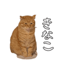 ちょみのかわいい5匹のねこたち（個別スタンプ：26）