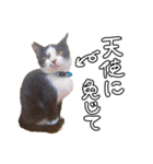 ちょみのかわいい5匹のねこたち（個別スタンプ：28）