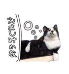 ちょみのかわいい5匹のねこたち（個別スタンプ：30）