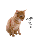 ちょみのかわいい5匹のねこたち（個別スタンプ：31）