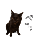 ちょみのかわいい5匹のねこたち（個別スタンプ：32）
