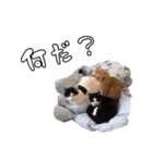 ちょみのかわいい5匹のねこたち（個別スタンプ：33）