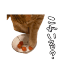 ちょみのかわいい5匹のねこたち（個別スタンプ：34）